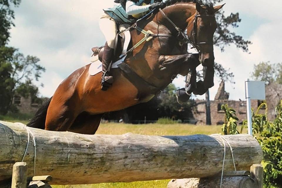 13606925_10154979566217995_6616359517587595279_n